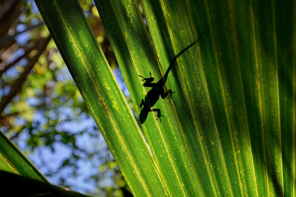 Saw palmetto